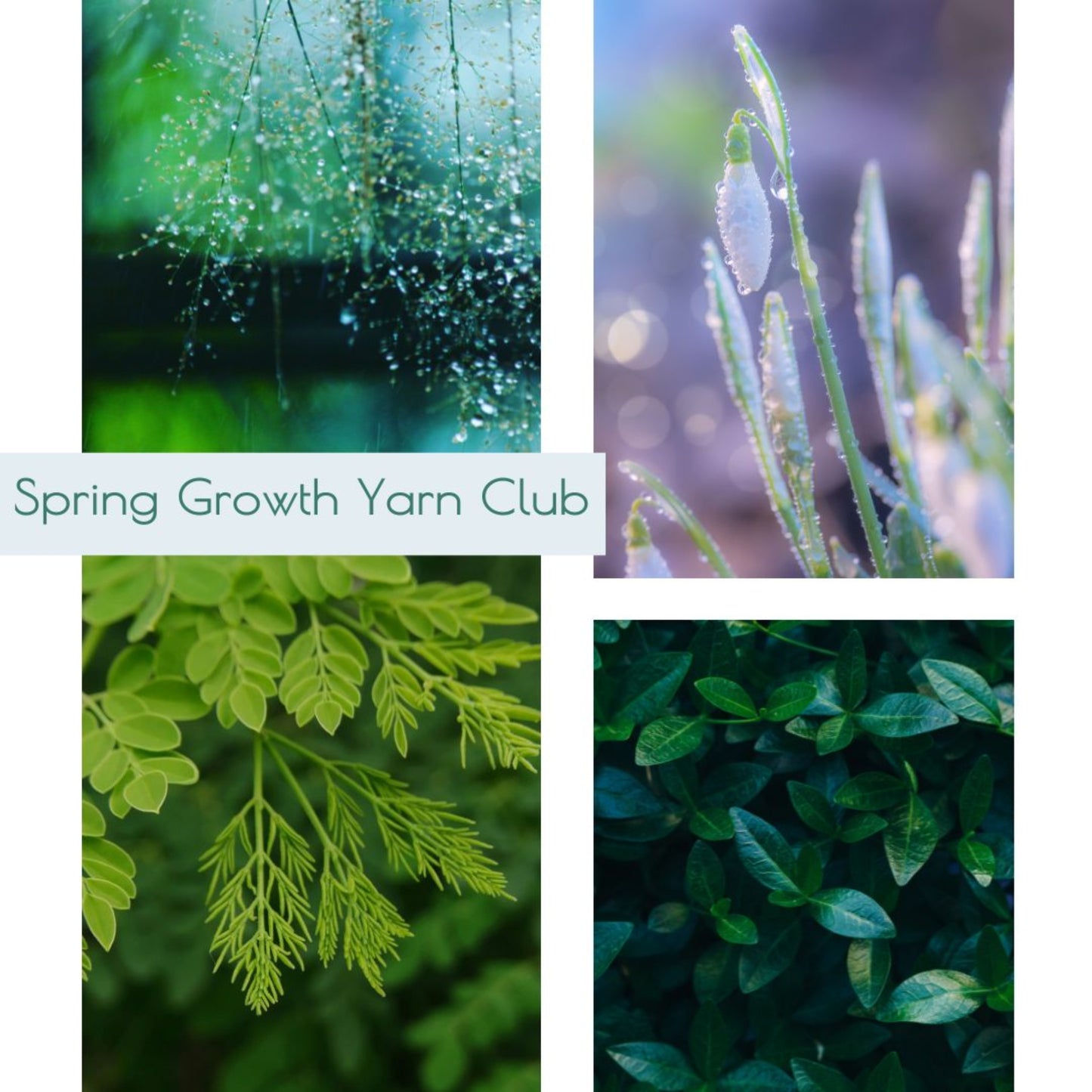 Mystery Spring Growth Yarn Club - Trollfjord sock -  Hand Dyed Sock Yarn