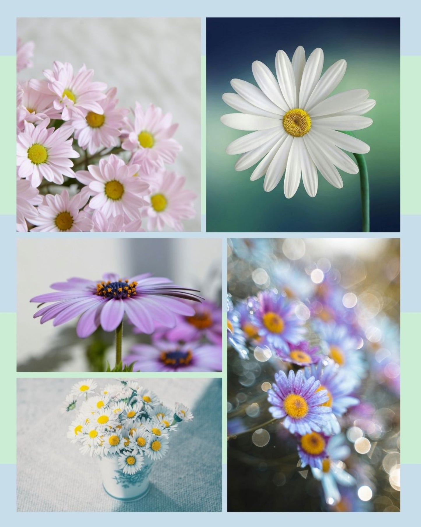 Daisy Days Mystery Clubs - Hand dyed